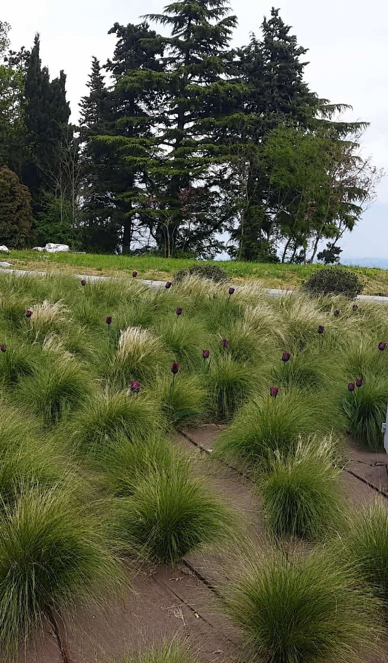 Rigogliose erbe ornamentali con fiori viola in un paesaggio da giardino