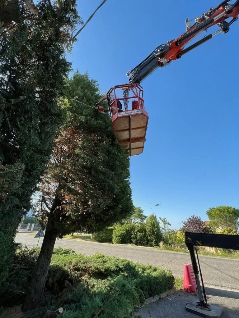 Cherry picker with red basket extended to trim tall ivy-covered tree against clear blue sky