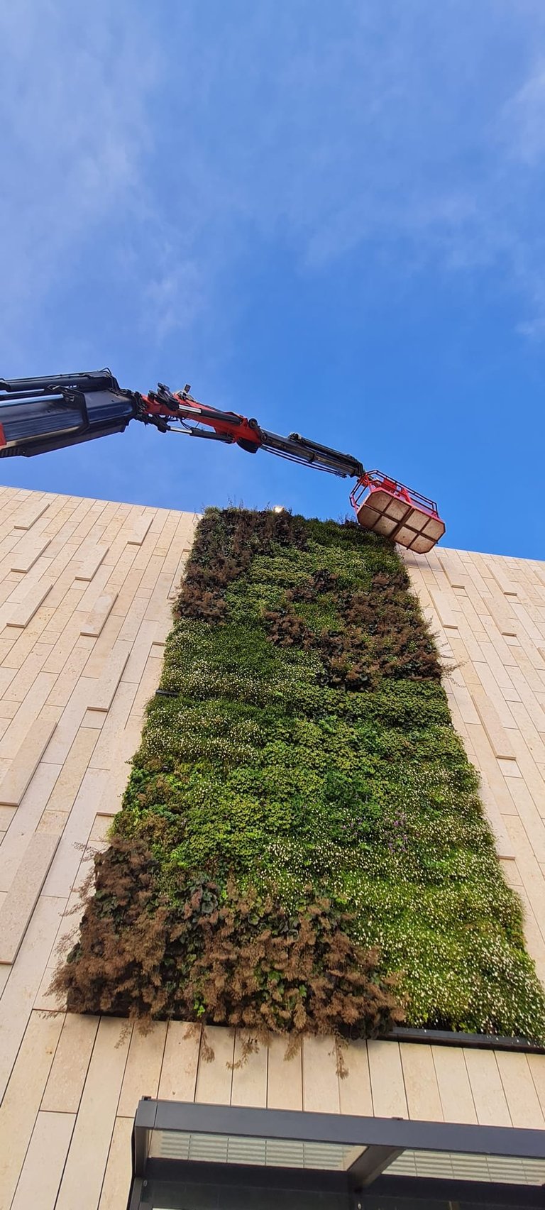 Bucket lift spraying water on a green living wall covered in vegetation against a tan building facade under blue sky