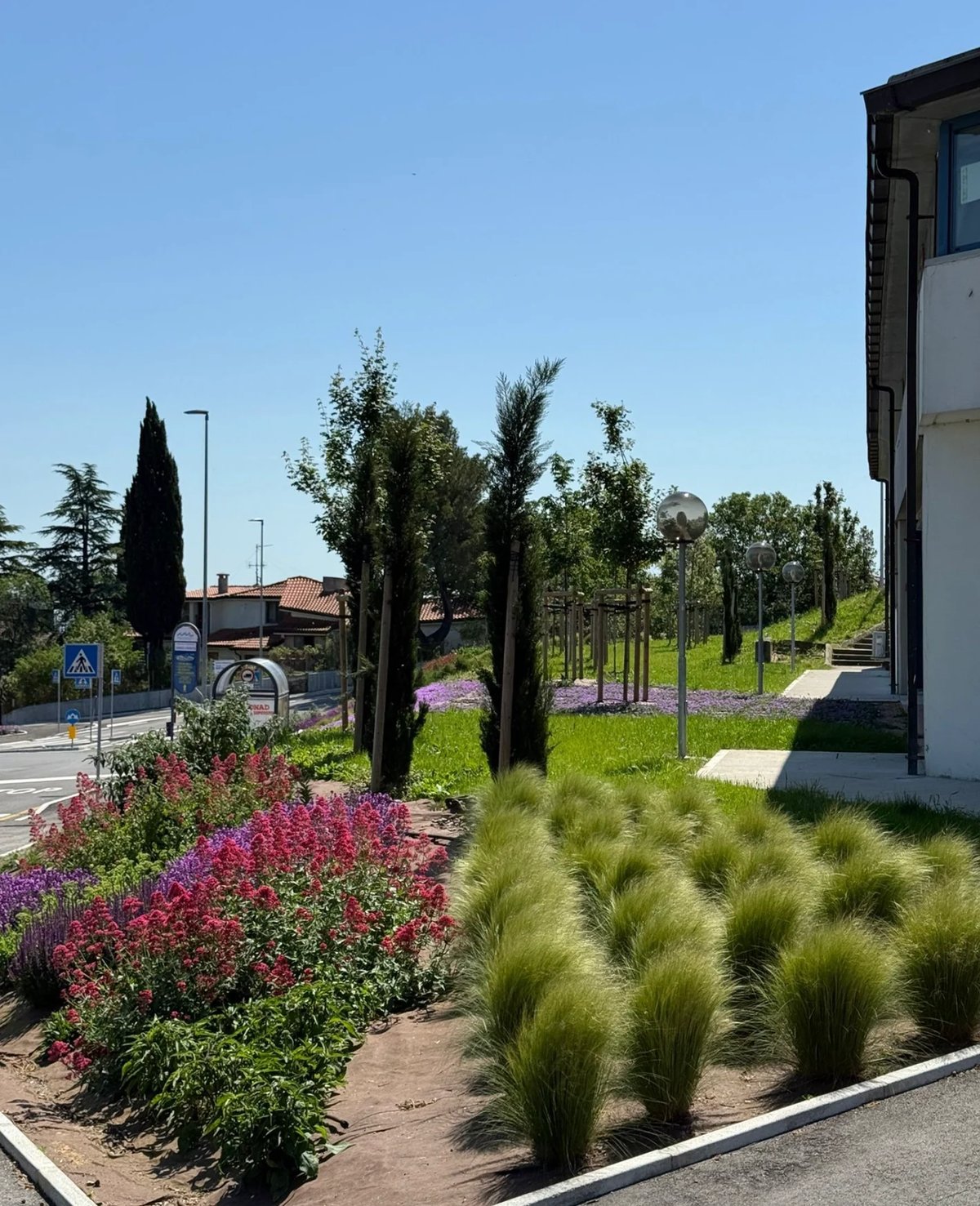 Modern landscape with ornamental grasses
