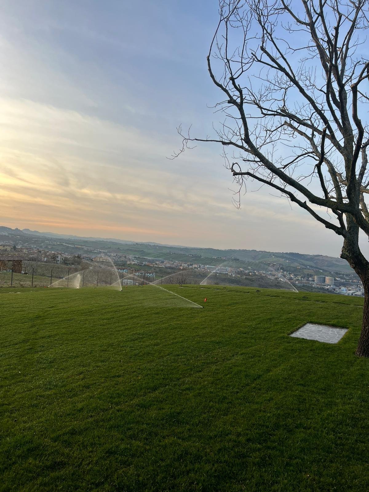 Bare tree on green hillside overlooking valley town at sunset with spring sky