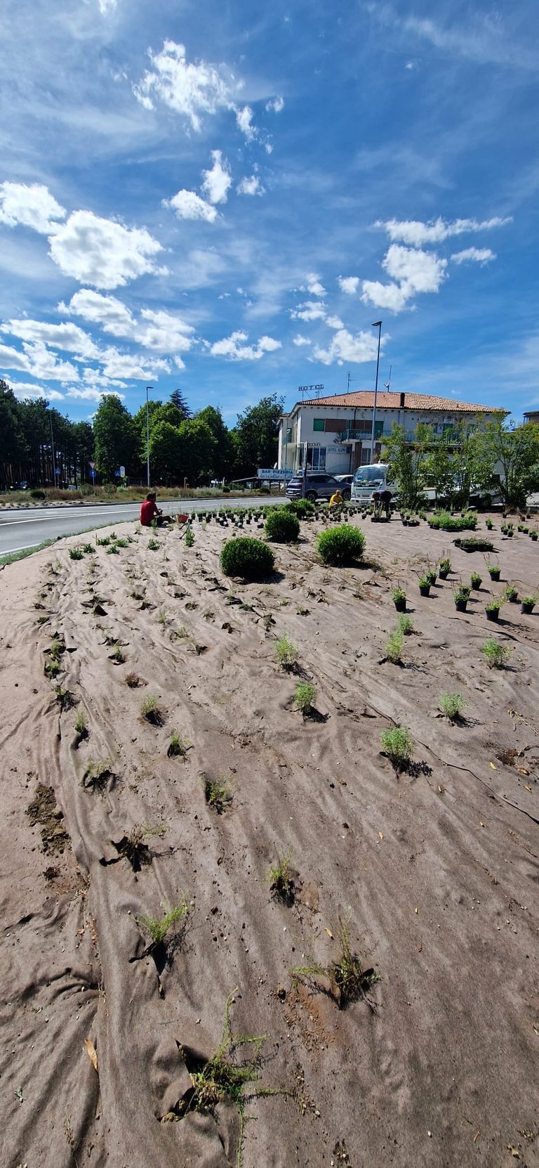 Newly planted vegetation in sandy soil with a building and trees in the background under a blue sky