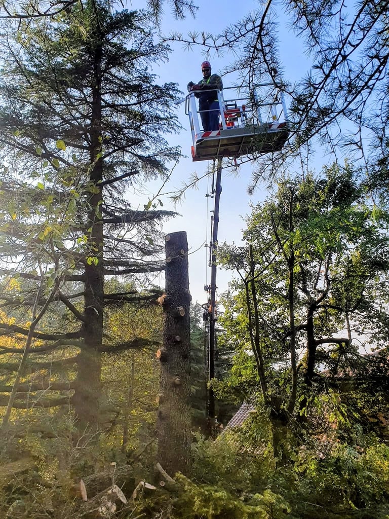 Worker on an aerial lift platform trimming branches from tall trees in a forest setting
