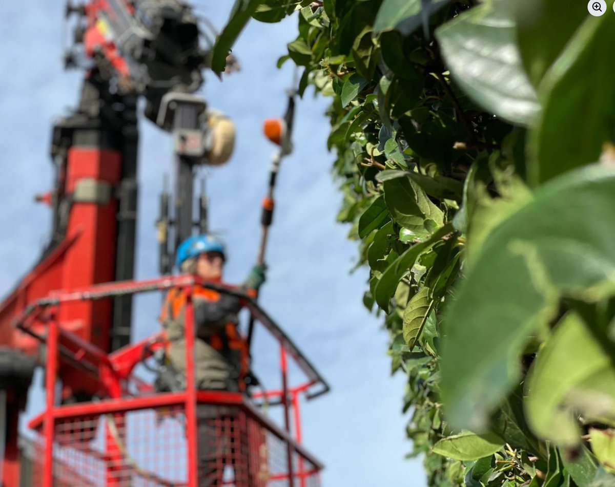 Close-up of green ivy leaves with red industrial machinery and worker visible in blurred background
