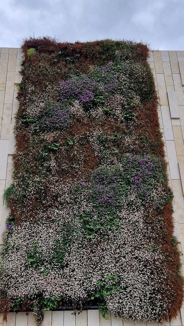 Vertical living wall garden with white flowering vines, purple flowers, and mixed green foliage climbing a beige building facade