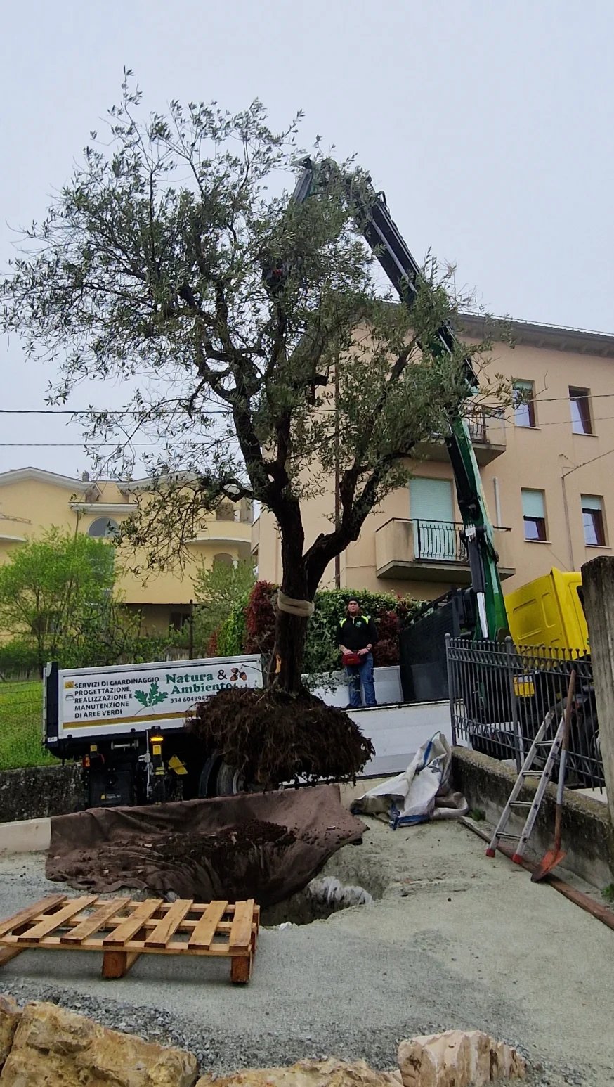 Tree removal